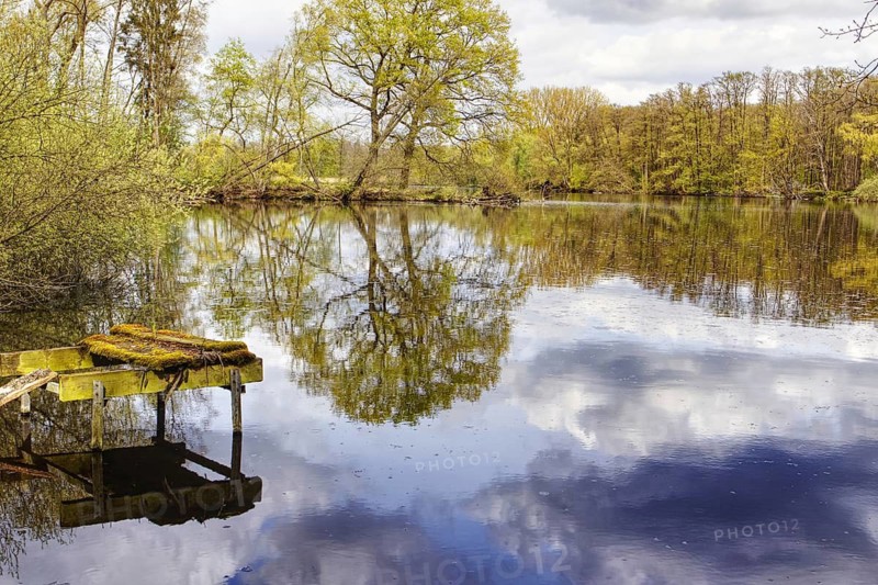 Weathered wooden footbridge on a quiet lake (De Wittsee) with tree reflections, surrounded by lush spring vegetation, Nettetal, Lower Rhine