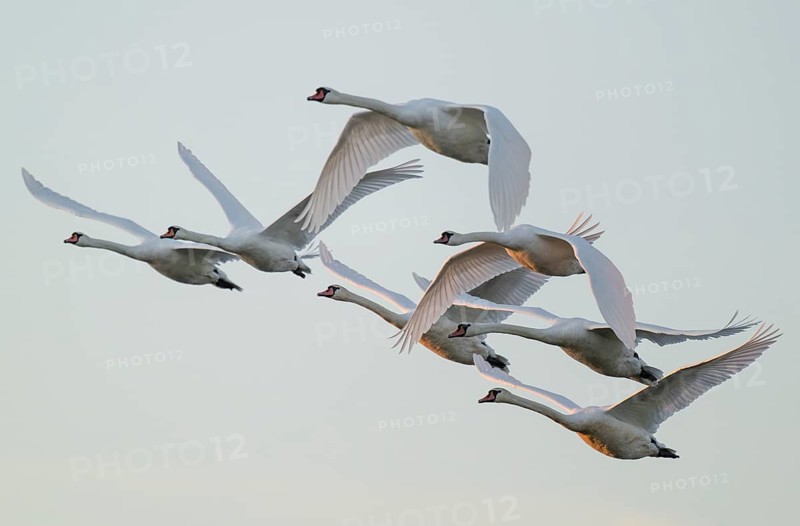 Mute swans (Cygnus olor) in flight, warm morning light, Lower Saxony, Germany
