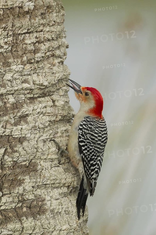 Red-bellied Woodpecker (Melanerpes carolinus) male climbing up tree, Florida, USA