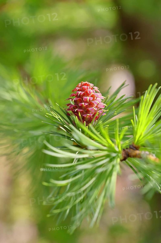 Female flower of larch (Larix decidua), larch blossom, growing into cones, close-up, spring, spring, Wilnsdorf, North Rhine-Westphalia, Germany