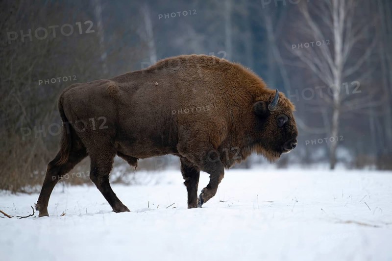 European bison (Bos bonasus, Bison bonasus), bison bull walking in a forest clearing in winter, Podlaskie Voivodeship, Poland
