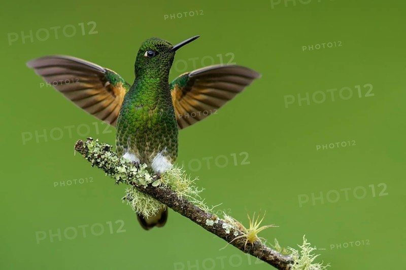 Buff-tailed Coronet (Boissonneaua flavescens) perched on a branch in the Andes Mountains of Colombia