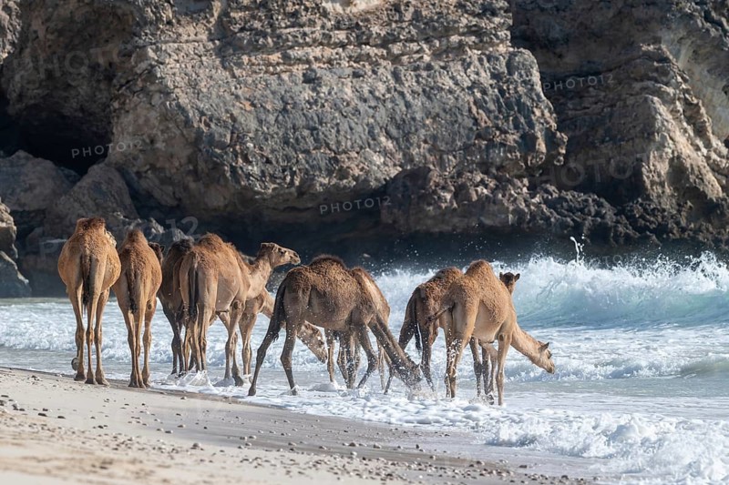 Dromedary (Camelus dromedarius), camels, bathing in the sea, Oman
