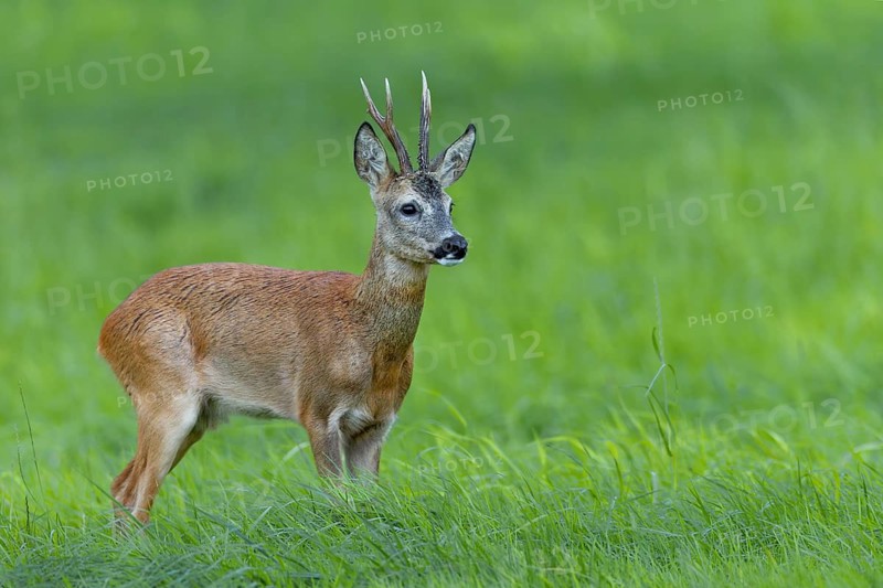 A roebuck (Capreolus capreolus) in the leafing season in best physical condition, rutting season, mating season, August, Germany