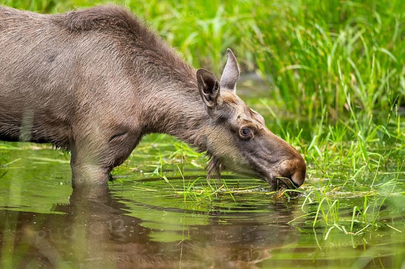 Eurasian elk (Alces alces) standing in a little swamp in early summer, Bavarian Forest, Bavaria, Germany