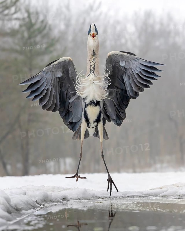 Grey heron (Ardea cinerea) hunting and spreading its wings as a deterrent, winter with ice and snow, lack of food, competition for food, predators, hunting scene, fog, shallow water zone, shore zone, reed belt, morning light, Kiskunsag National Park, Hungary