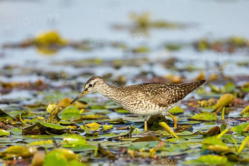 Spotted Redshank (Tringa erythropus) Hungary