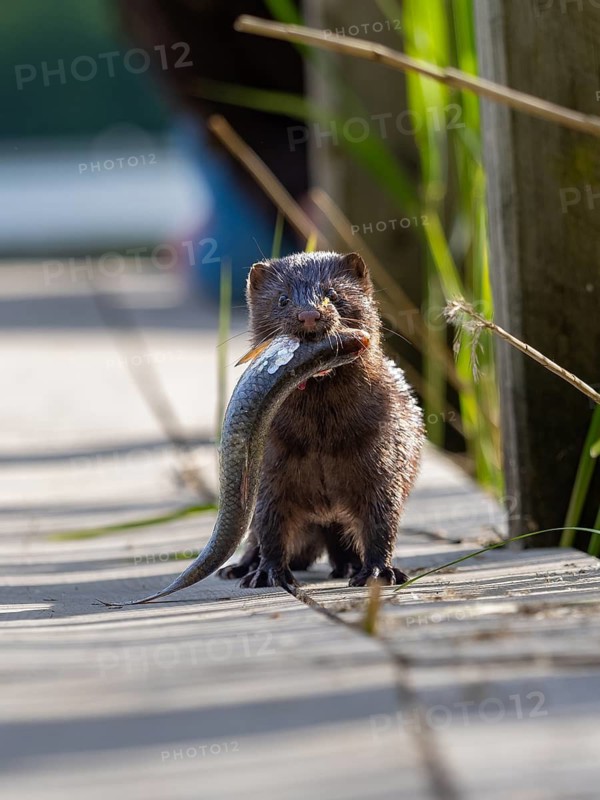 A mink with prey fish in its mouth