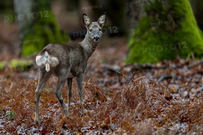 One last look in my direction, then the doe (Capreolus capreolus) returns to her last year's fawns, which are grazing to my left, winter coat, February, Germany