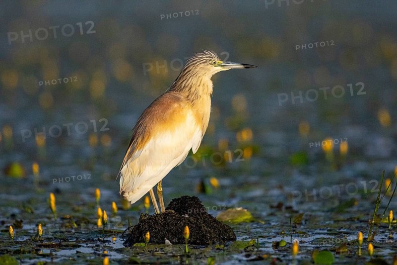 Squacco Heron (Ardeola ralloides) in the fog Hungary