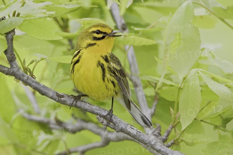 Prairie Warbler (Setophaga discolor) male singing, Ontario, Canada