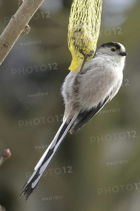 Long-tailed Tit (Aegithalos caudatus), North Rhine-Westphalia, Germany