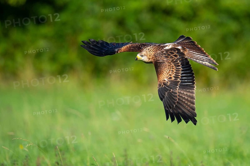 Red kite (Milvus milvus) flying, Gerolstein, Rhineland-Palatinate, Germany