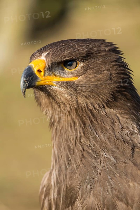 Portrait of Aquila nipalensis, steppe eagle, in late light with green background
