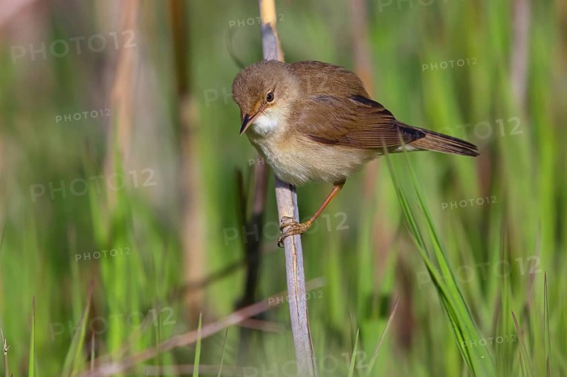 Reed Warbler, subspecies scirpaceus, (Acrocephalus scirpaceus scirpaceus), (Acrocephalus scirpaceus), animals, birds, songbirds, Hockenheim, Baden-Württemberg, Federal Republic of Germany