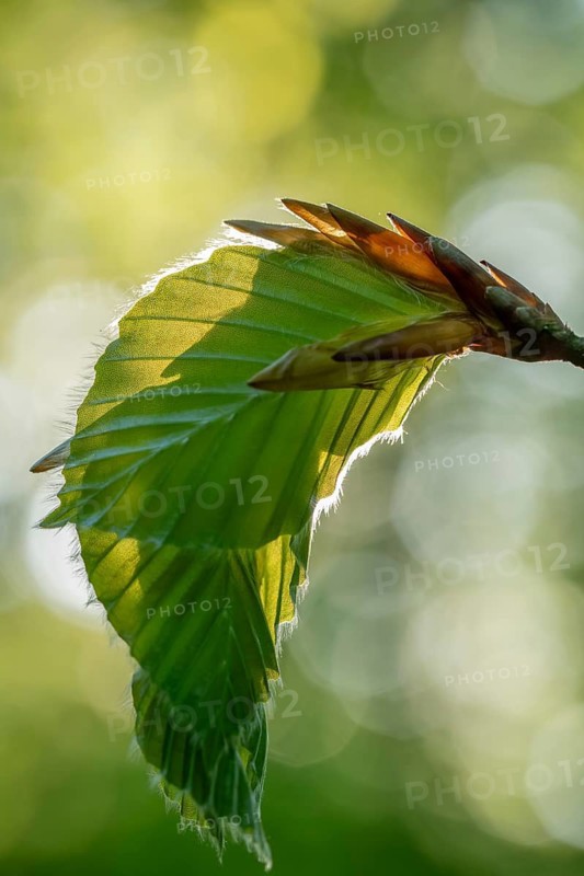 Delicate awakening - fresh beech leaves in the spring light. Beech leaves after new shoots in spring