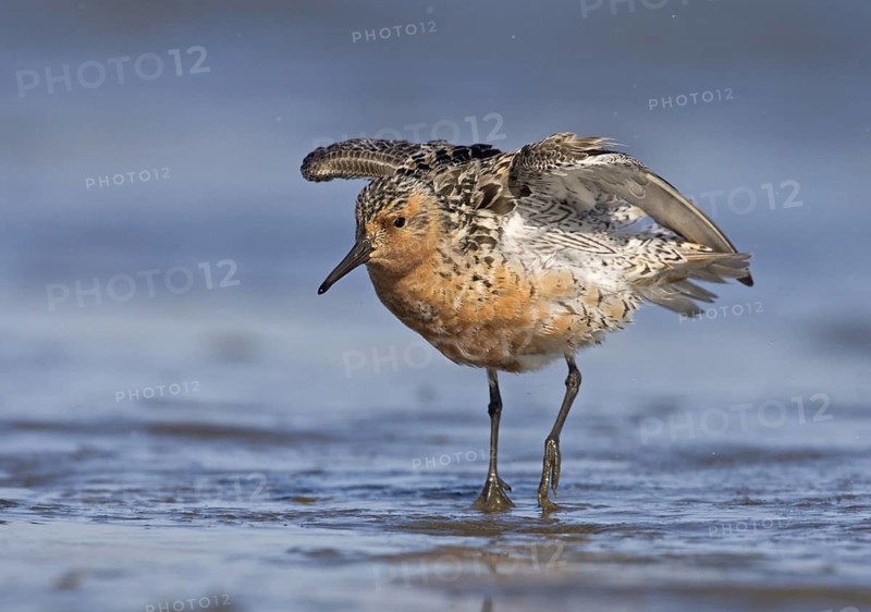 Red Knot (Calidris canutus) foraging, Washington, USA