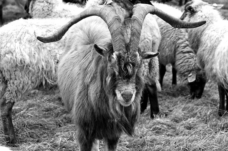 Goat in a flock of sheep on pasture, Kalkberg, black and white, Nesow, Mecklenburg-Western Pomerania, Germany