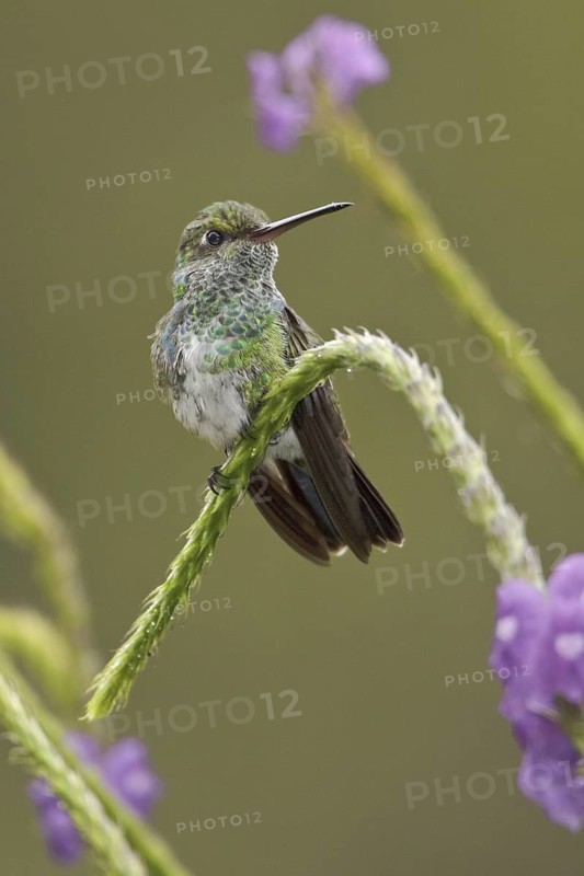 Glittering-throated Emerald (Amazilia fimbriata), Ecuador