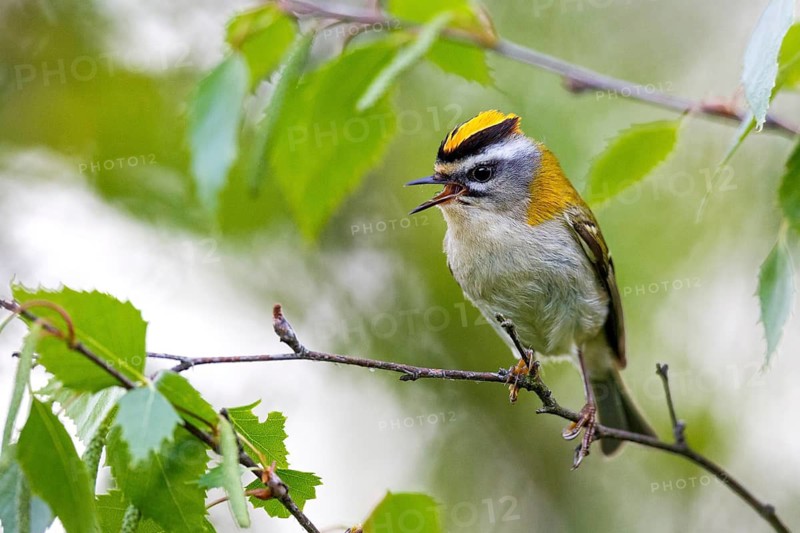 Common Firecrest (Regulus ignicapilla) singing, Asturias, Spain