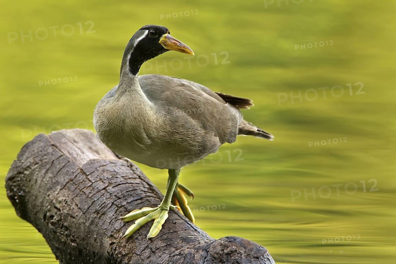 Masked Finfoot (Heliopais personatus) male, Seletar Reservoir, Singapore