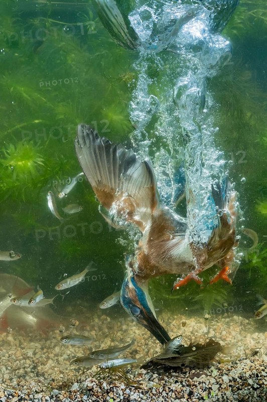 Common Kingfisher (Alcedo atthis) male fishing, Lower Saxony, Germany