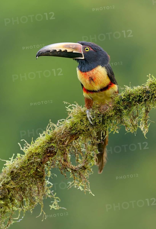 Collared Aracari (Pteroglossus torquatus) - at Laguna Lagarto Lodge near Boca Tapada, Costa Rica