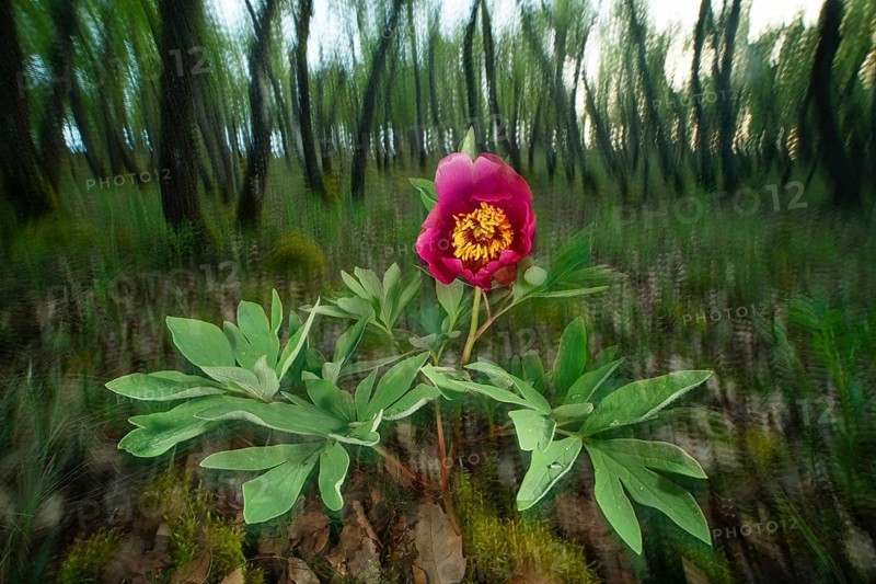 A captivating wild rose blooms vibrantly amidst a lush forest. The detailed macrophotography captures the flower's rich color and delicate petals in a tranquil spring atmosphere
