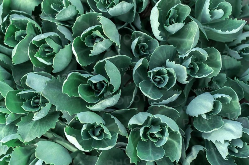 A close-up view capturing the intricate patterns and vibrant green hues of Sedum, a succulent plant, flourishing under natural light