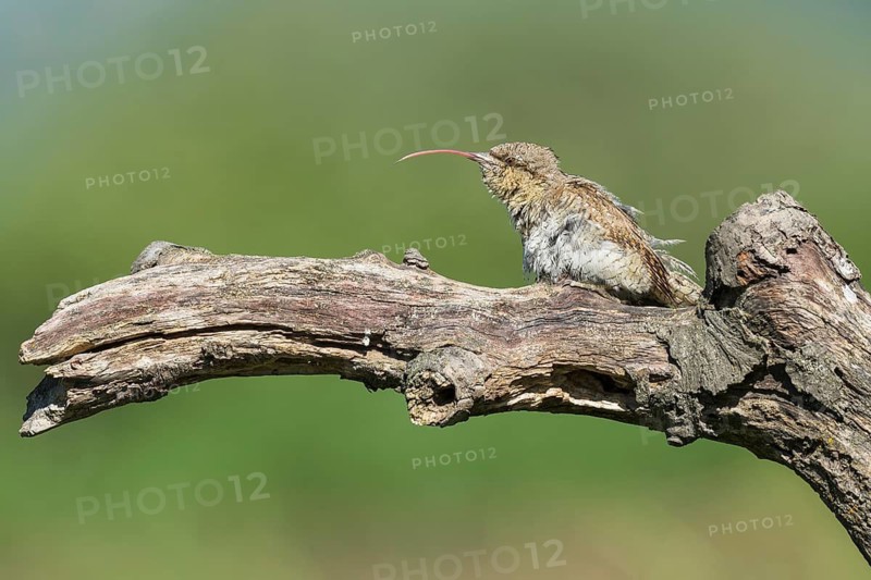 Eurasian Wryneck (Jynx torquilla) perched on tree trunk tongue stretched out, Aosta Valley, Italy
