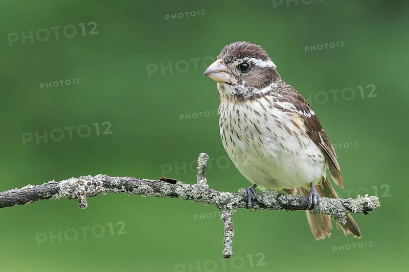 Rose-breasted Grossbeak (Pheucticus ludovicianus) perched on a branch in Ontario, Canada