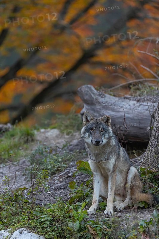 One eurasian gray wolf (Canis lupus lupus) sitting on a small hill between logs with a colourful fall foliage in the background