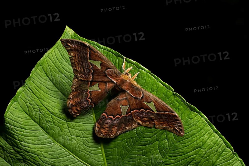 A giant Saturnid moth in the genus Rothschildia taken in a Costa Rican cloud forest