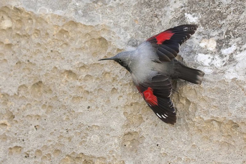 Wallcreeper (Tichodroma muraria), Turkey