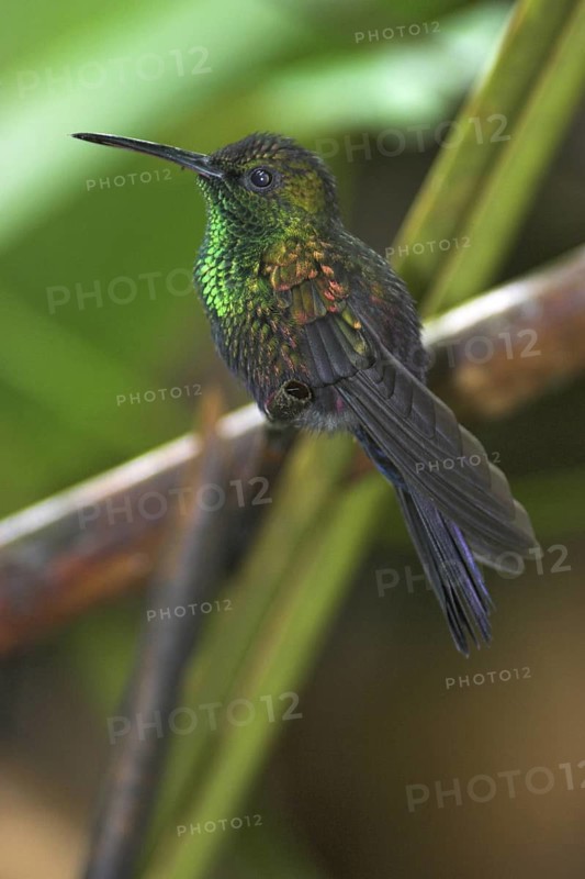 Bronze-tailed Plumeleteer (Chalybura urochrysia), Costa Rica