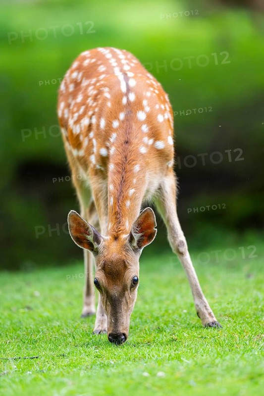 Sika deer (Cervus nippon) female on a meadow, Bavaria, Germany