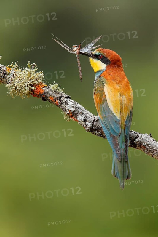 European Bee-eater (Merops apiaster) with dragonfly in beak, Andalusia, Spain