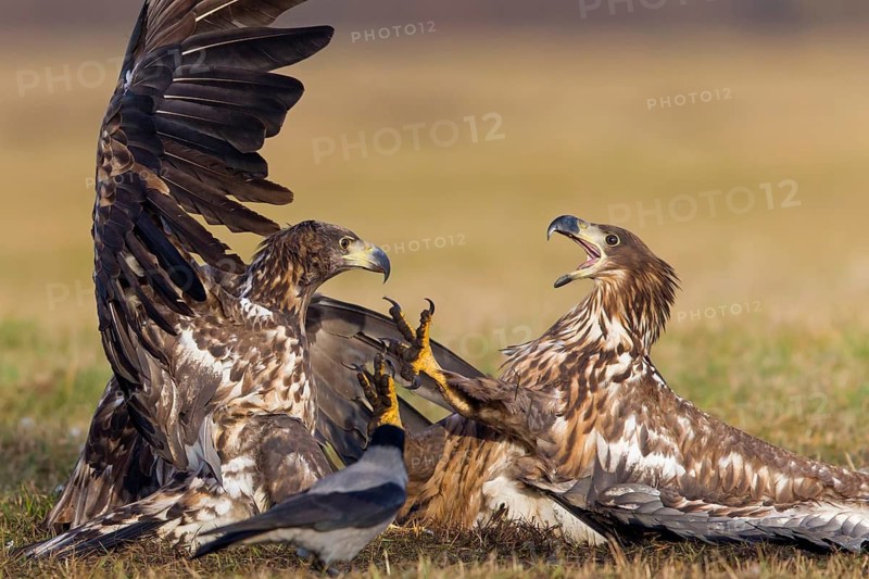 Seeadler, White-tailed Eagle, White-tailed Sea Eagle, Haliaeetus albicilla, Haliaaetus albicilla, Nebelkrähe, Hooded Crow, Northern Carrion Crow, Corvus corone cornix, Corvus cornix, Corneille mantelée, Corneja Cenicienta