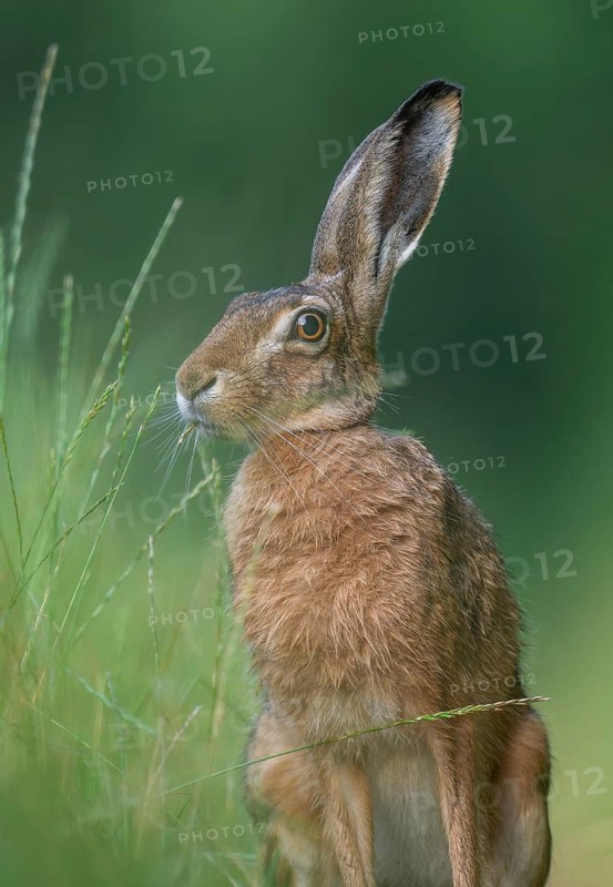 European hare (Lepus europaeus) eating grass, wildlife, Lower Saxony, Germany