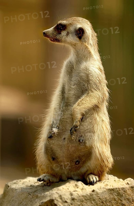 Meerkat (Suricata suricatta), female, sitting on a rock, attentively observing the surroundings, Vogelpark Schotten, Vogelsberg, Hesse, Germany