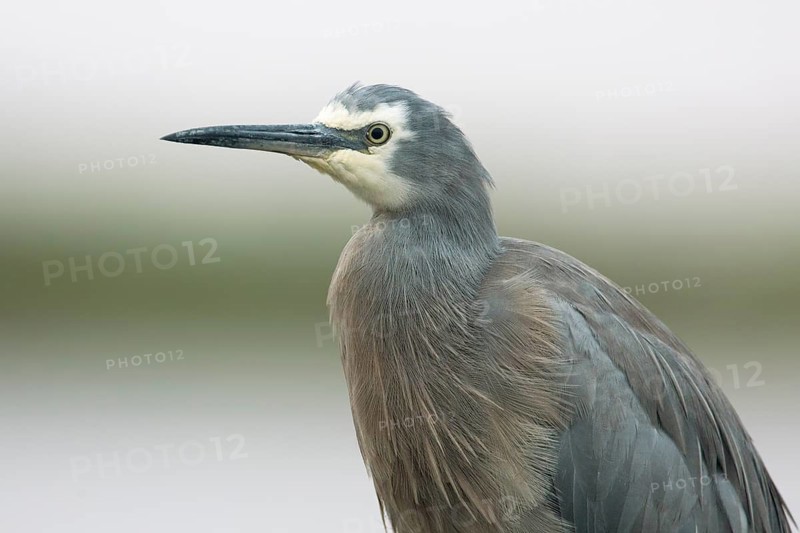White-faced Heron (Egretta novaehollandiae), Victoria, Australia