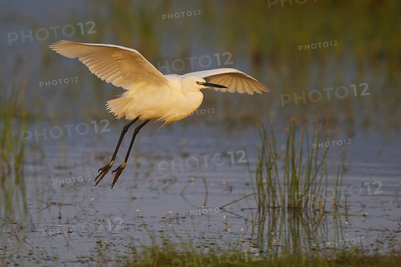 Little Egret (Egretta garzetta) flying, Greece