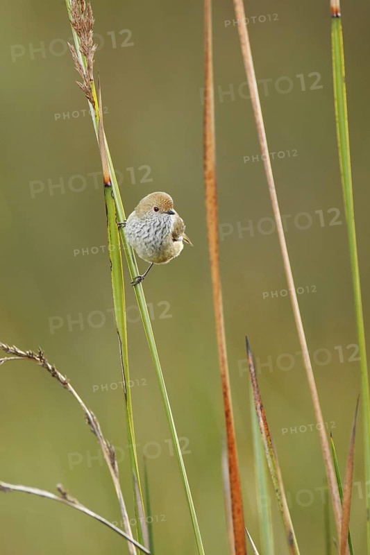 Brown Thornbill (Acanthiza pusilla), Victoria, Australia