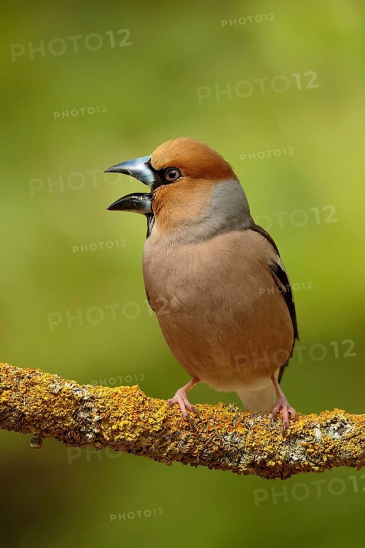 Appelvink zittend op tak met open bek, Hawfinch sitting on pearch with open beak