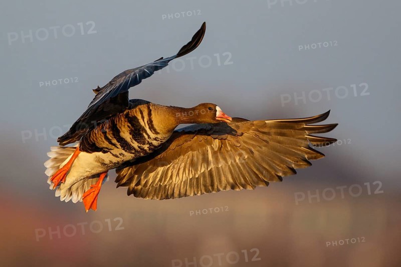 Greater White-fronted Goose (Anser albifrons) flying, North Rhine-Westphalia, Germany
