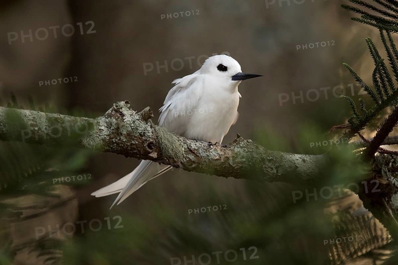 White Tern (Gygis alba candida) perched on a branch, Norfolk Island, Australia