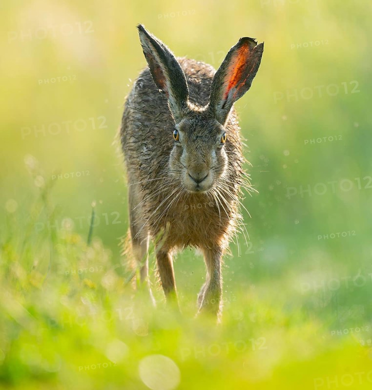 European hare (Lepus europaeus) running along a country lane, wildlife, Lower Saxony, Germany