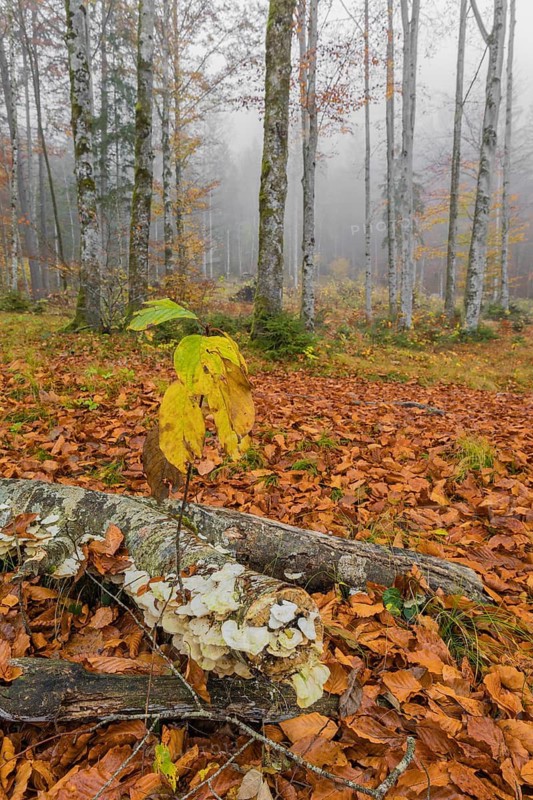 Beech forest, European beech or common beech (Fagus sylvatica) in autumn, Alm valley, Austria