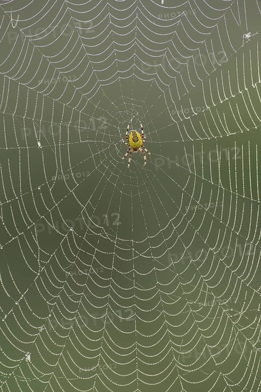Garden spider (Araneus diadematus) adult arachnid in its web, Suffolk, England, United Kingdom