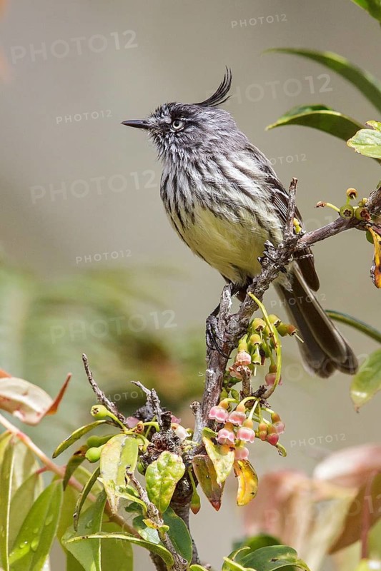 Tufted Tit-Tyrant (Anairetes parulus) perched on a branch in Manu National Park, Peru